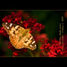 Cynthia Dames Photo 16