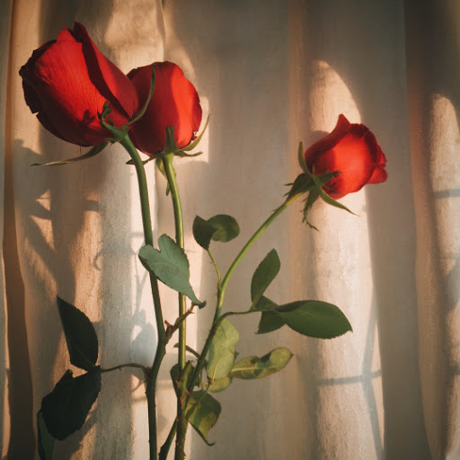 Carmen Popescu Photo 16