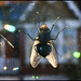 Stuart Peck Photo 21