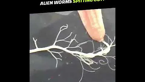 Loren Worm Photo 6