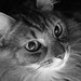 Cory Gray Photo 37