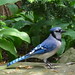 Jay Edwards Photo 46