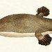 Frederick Rouse Photo 20