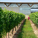 Marianne Jackson Photo 41