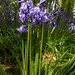 Gladys Wells Photo 26