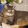 Kenneth Schafer Photo 22