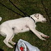 Russell Parson Photo 20
