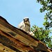 Buddy Hawks Photo 15