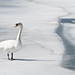 Leslie Swan Photo 38