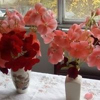 Norma Rosen Photo 2