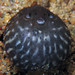 Brian Puffer Photo 19