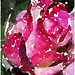 Michael Rozen Photo 27