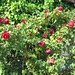 Maria Pappas Photo 45