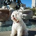 Willie Fountain Photo 33