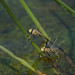 David Hovell Photo 14