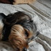 Walter Companion Photo 11