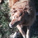 Bubba Johnson Photo 42