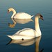 Leslie Swan Photo 42