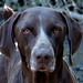 Jack Pointer Photo 23