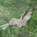 Vincent Trotter Photo 13