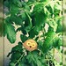 Wendy Plant Photo 26