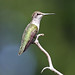 Richard Murrell Photo 33