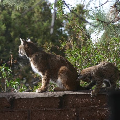 Carol Smock Photo 3