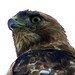 Jeffrey Hawk Photo 28
