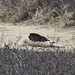 April Seal Photo 21