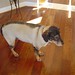Tasha Brown Photo 41