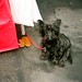 Scottie Bailey Photo 31