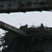 Richard Hartwell Photo 34