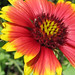 Connie Johnston Photo 39
