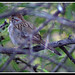 Shannon Wing Photo 37
