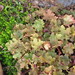 Diane Chestnut Photo 21