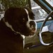 Cody Driver Photo 30