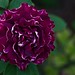 Roger Rose Photo 42