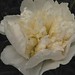 Adrienne Bloom Photo 16