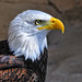 Richard Pico Photo 8
