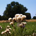 Teresa Campagna Photo 22