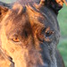 Melbourne Bailey Photo 11