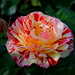 Rose Burns Photo 46