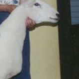 Lesley Merritt Photo 1