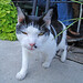 Scott Danforth Photo 26