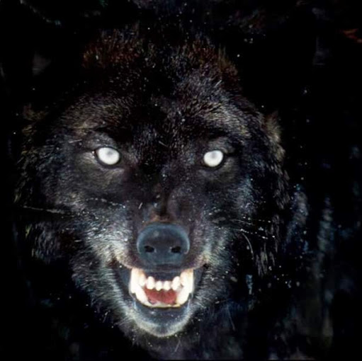 Kevin Waddell Photo 14