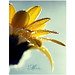 Henry Gerber Photo 21
