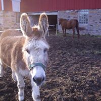 Linda Jorgenson Photo 5