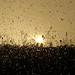 Daniel Alas Photo 35