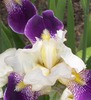 Linda Cummins Photo 26