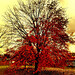 Philip Rood Photo 16